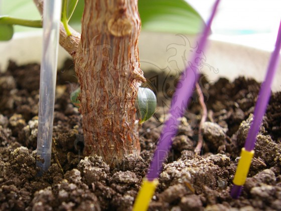 Интеллектуальная система полива растений IRROX